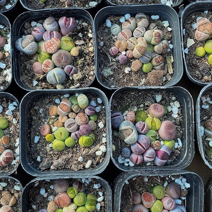 6.5方生石花带盆土