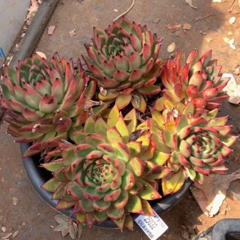 放*摩根25032多肉