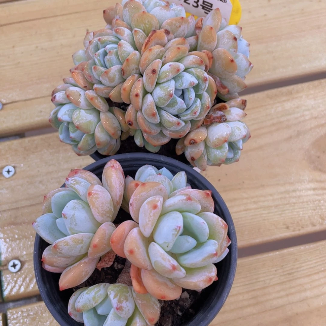 923号 母本冷香大群两个