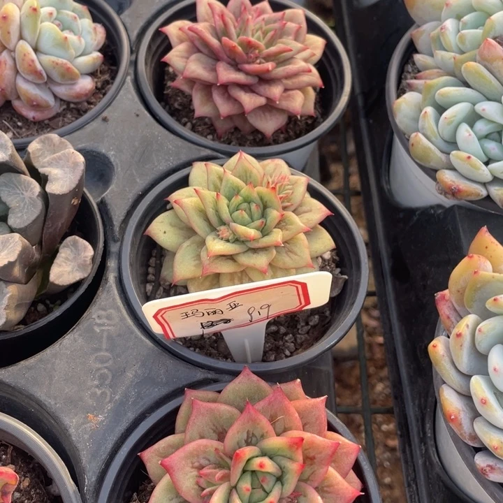 玛利亚9.9一盆888888888