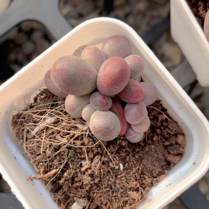 一物一拍满18包邮