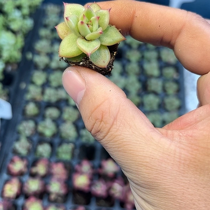 蔷薇玫瑰 满10颗包邮