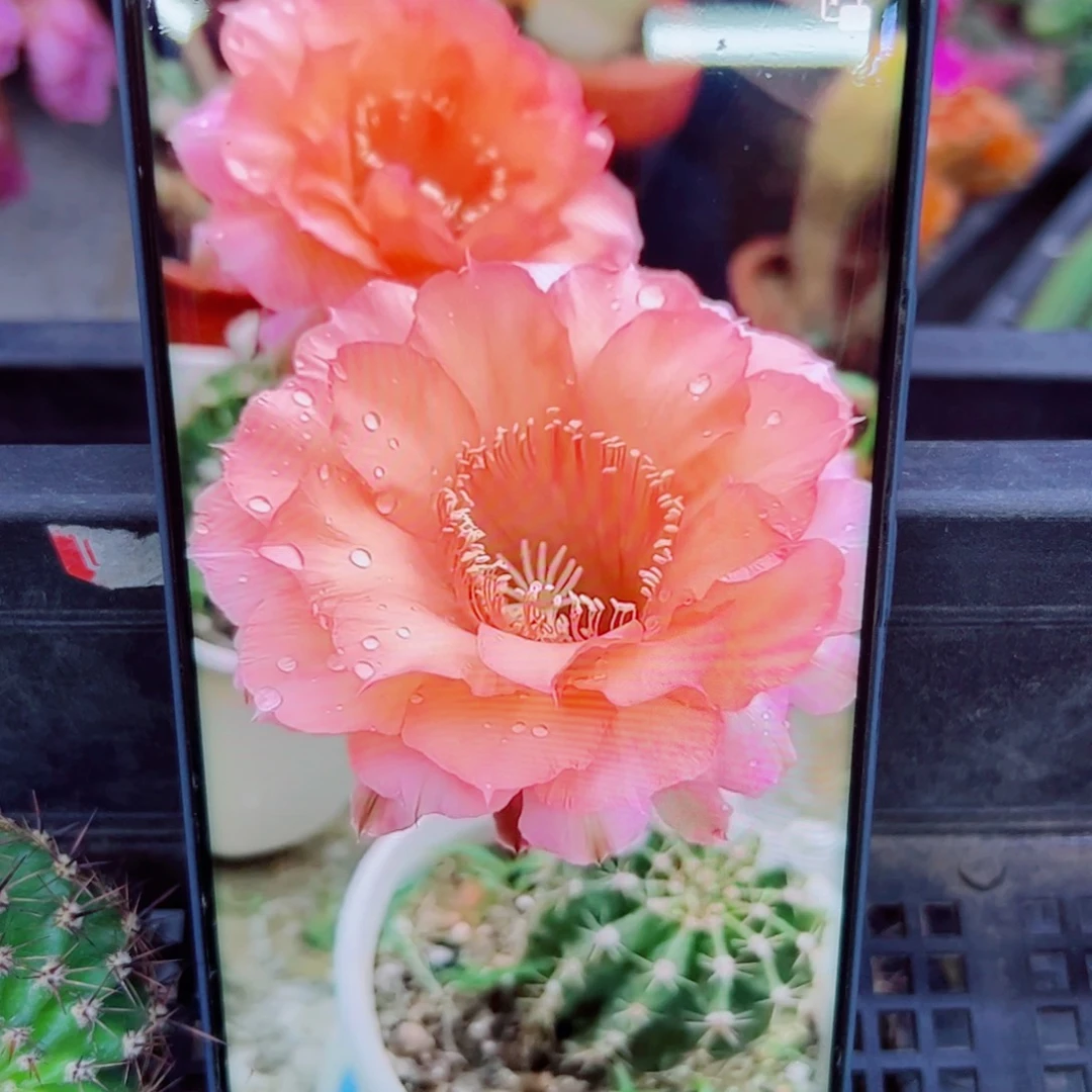 下13彩草睡美人 歪无根侧芽4公分左右20包邮