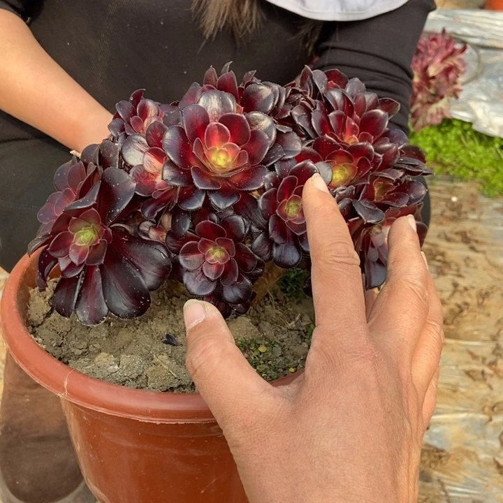 徐*华304华纳缀化老桩