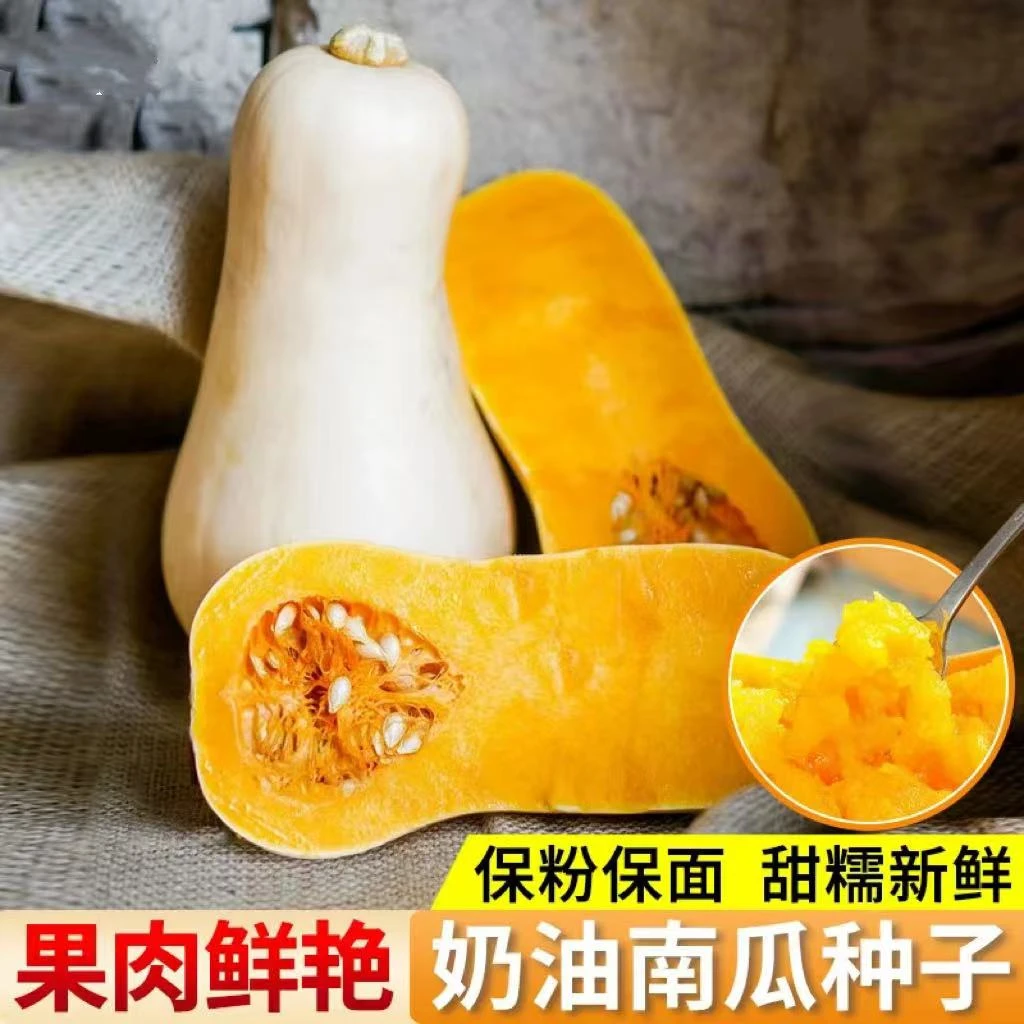奶油南瓜种籽香甜迷你小南瓜种子四季播阳台盆栽蔬菜种孑