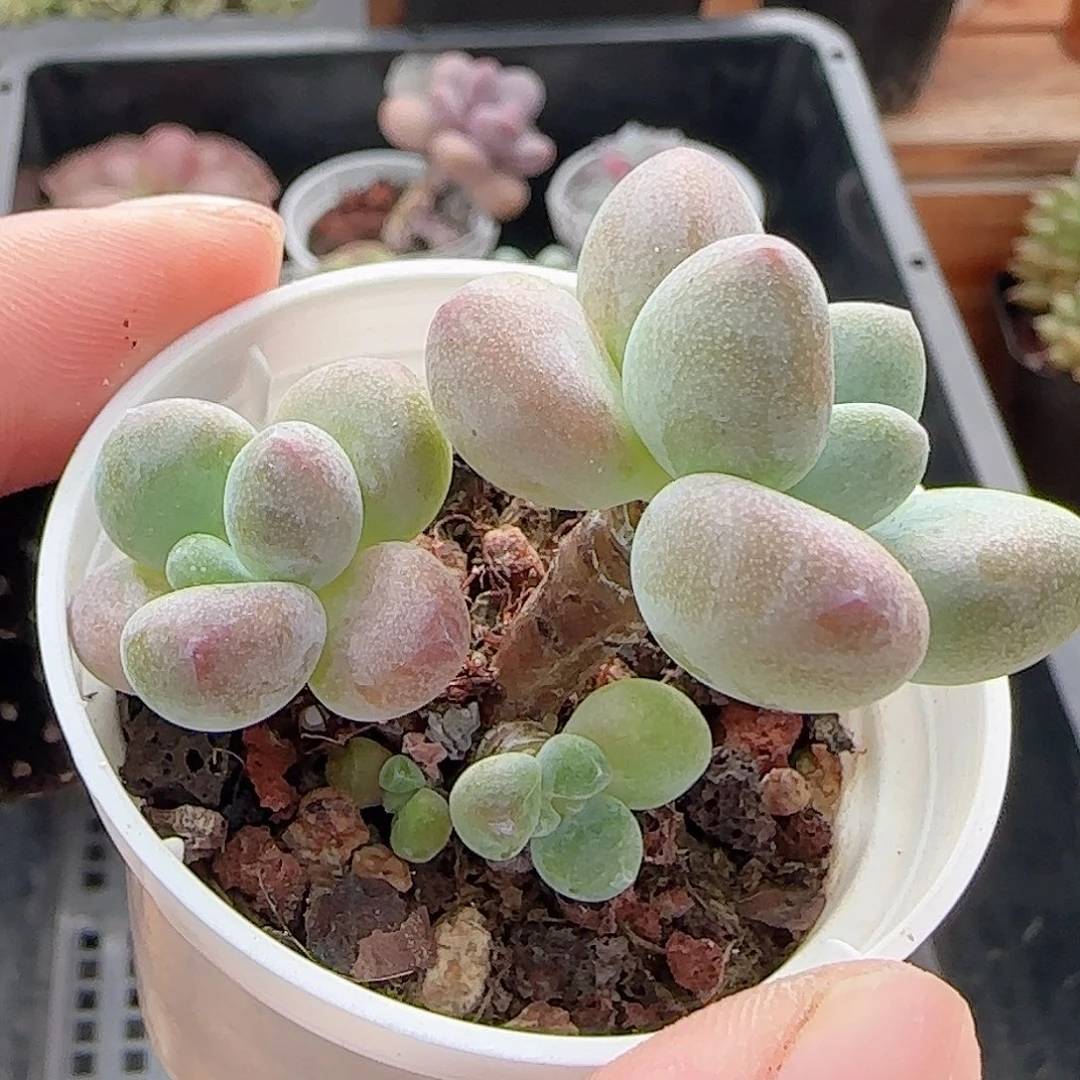 多肉0917--80洛神小老桩