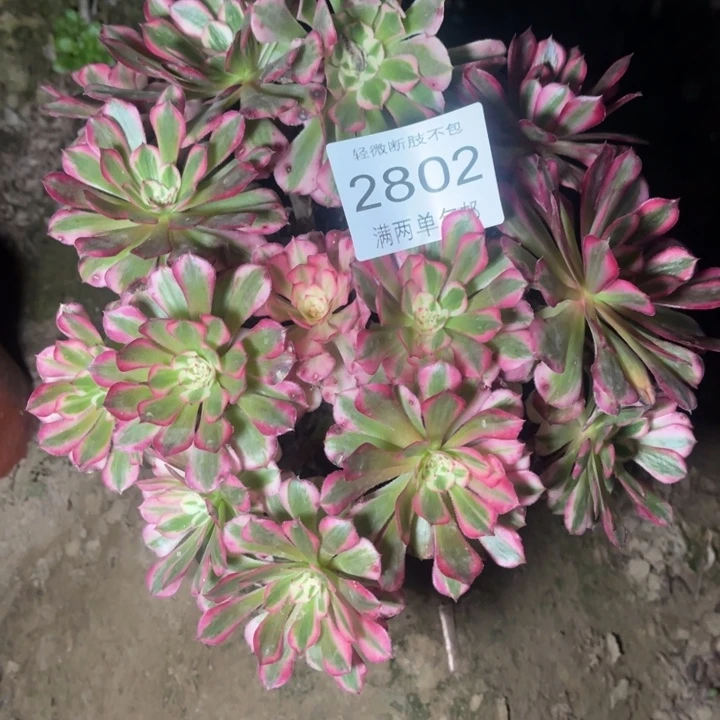 2802红铜的人多肉的