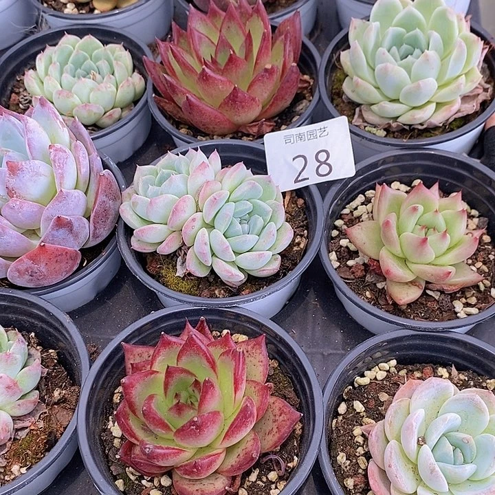 28 多肉植物盆栽花卉植物