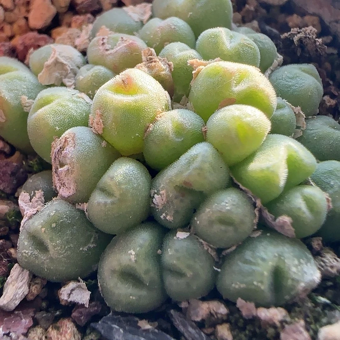 脱土满28包邮25501