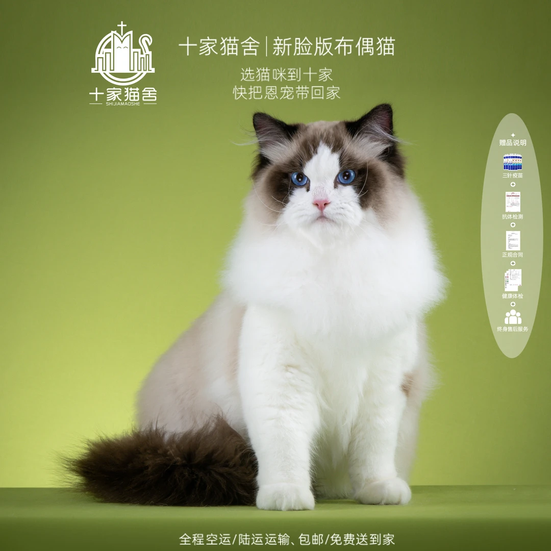【十家猫舍】铠-弟弟 I新脸版布偶猫I猫咪活体
