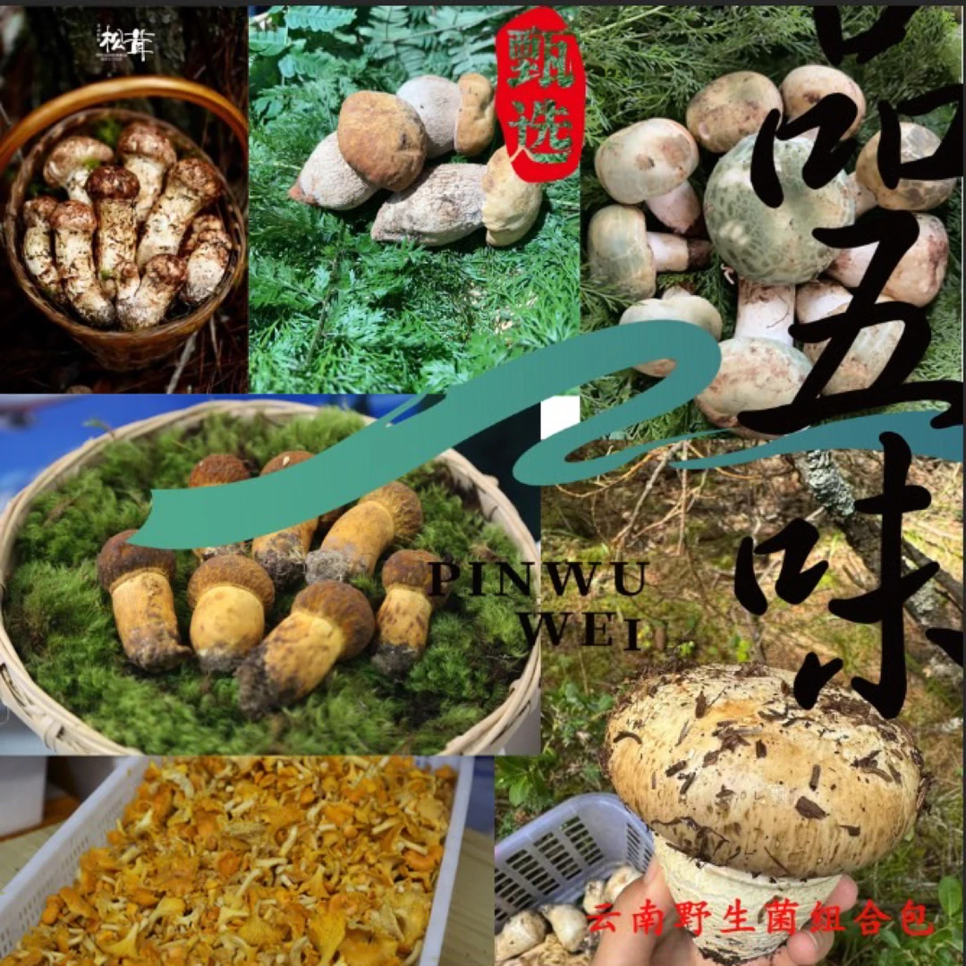 云南新鲜野生菌组合含见手青牛肝菌青头菌等山林鲜味
