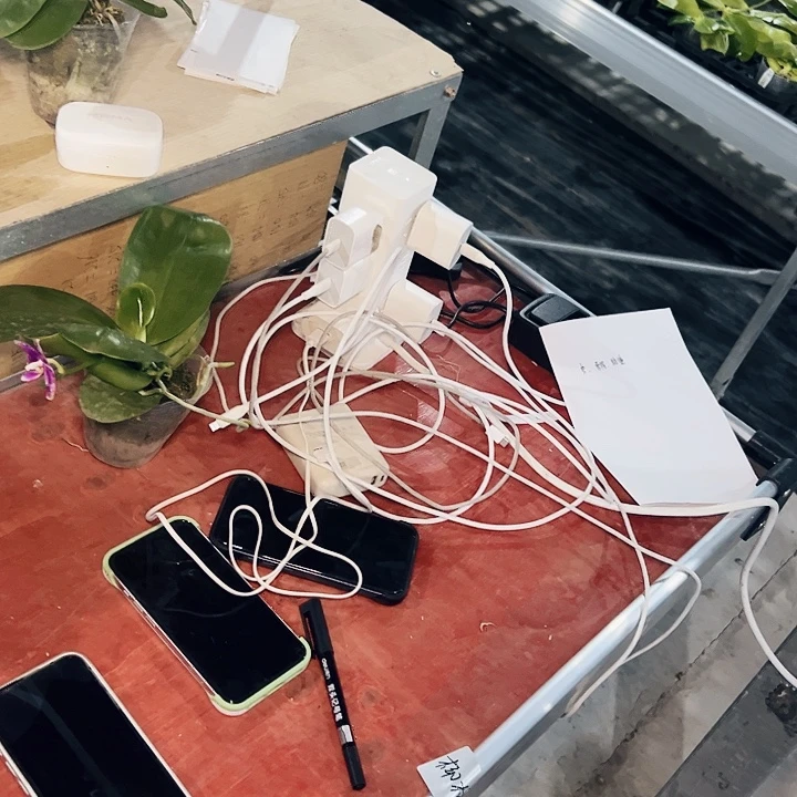 *****不开花植物珠宝盒差价