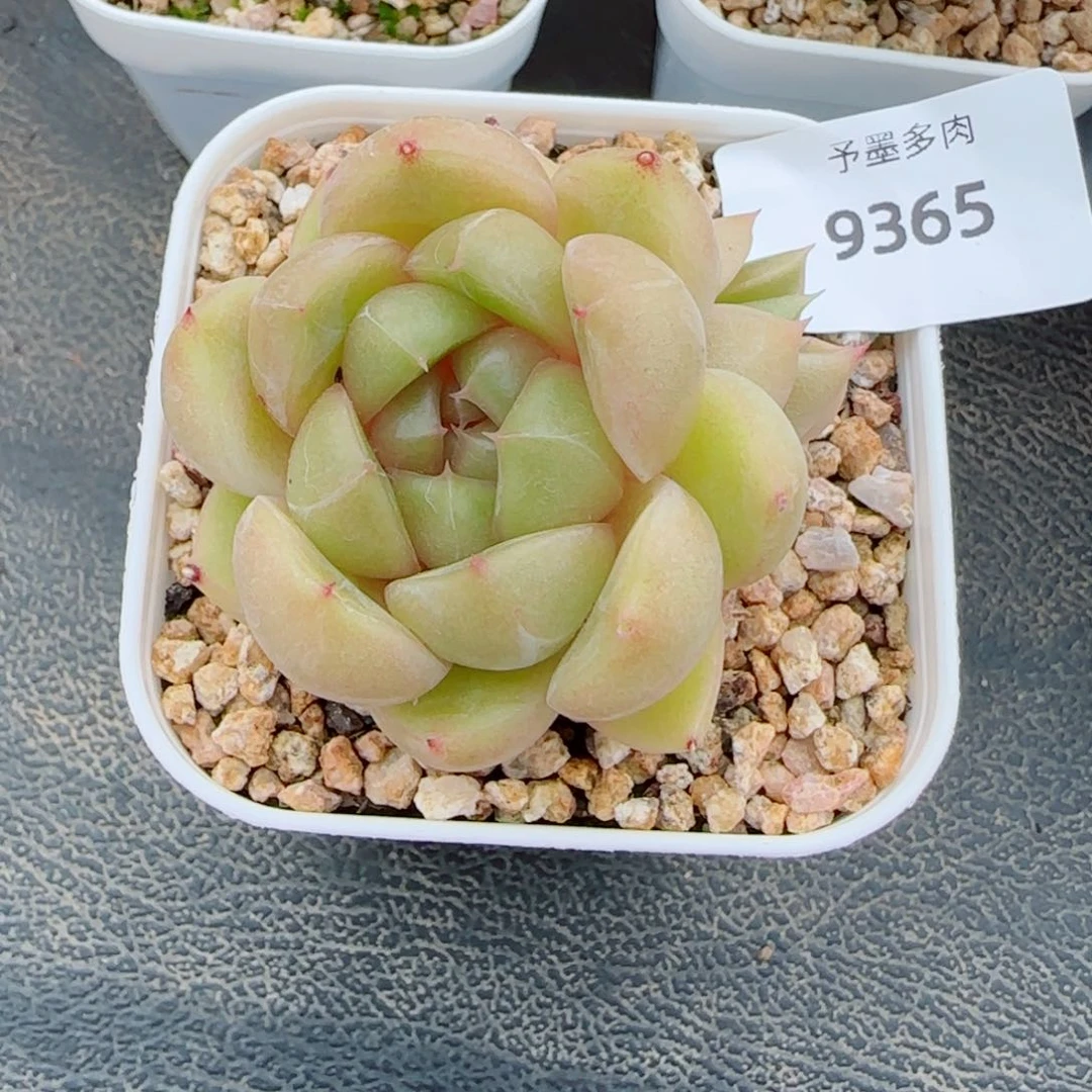 皮埃拉珍妮，9365多肉植物