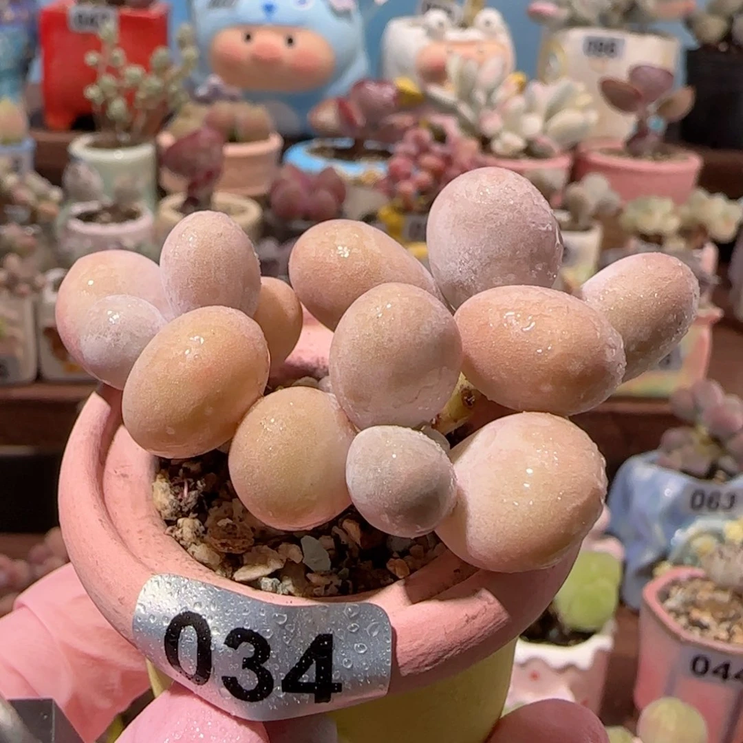 T优选蛋黄奶盆口3cm