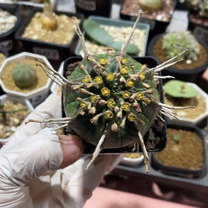 313实生法丽达大戟