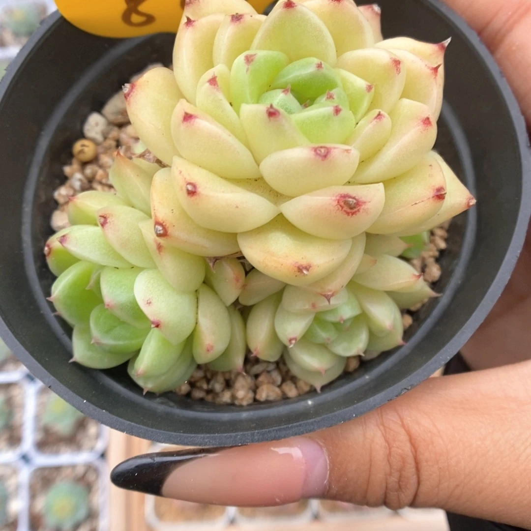 油透麦秆群生883号