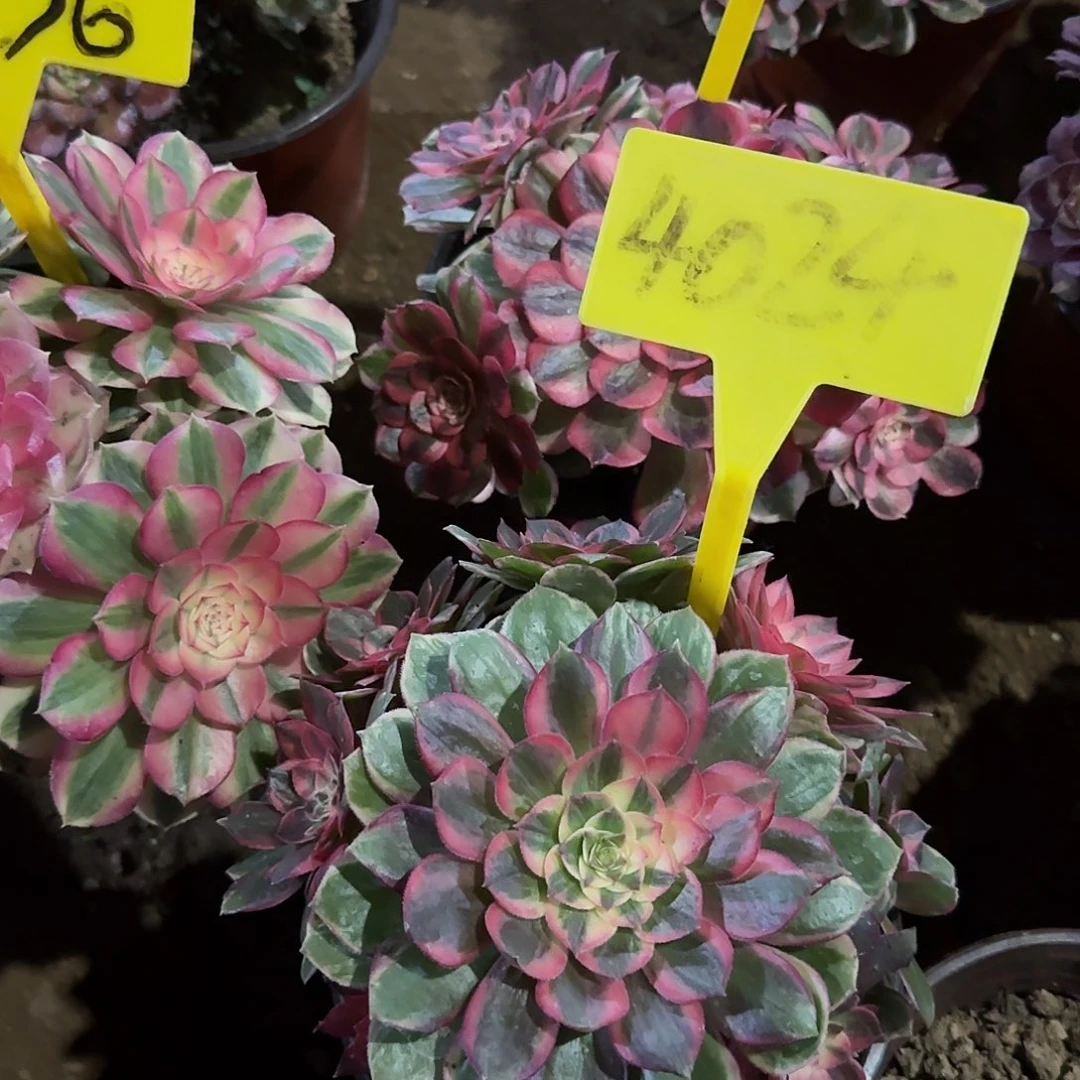 4024-++黑魔锦多头