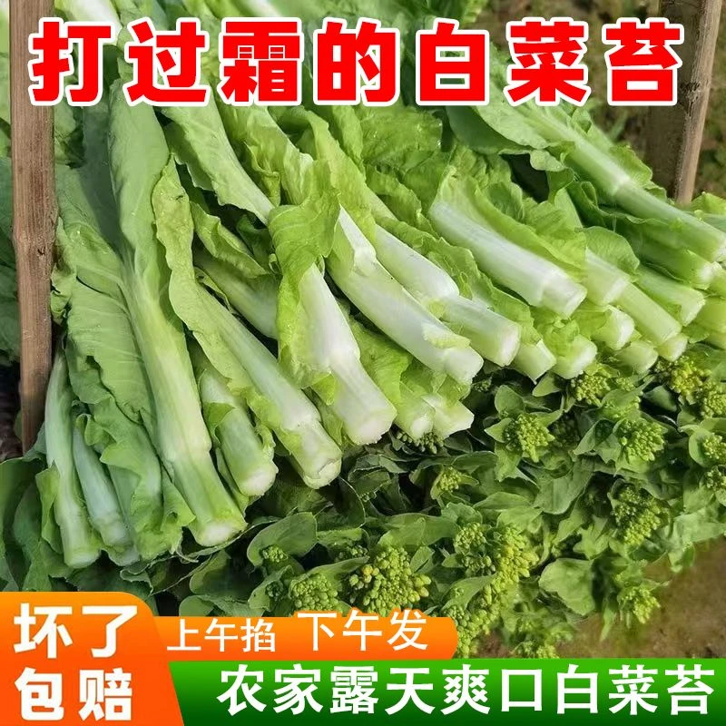 贵州白菜苔 清甜脆嫩 新鲜现摘现发 锁鲜发货 坏烂包赔 贵州直发