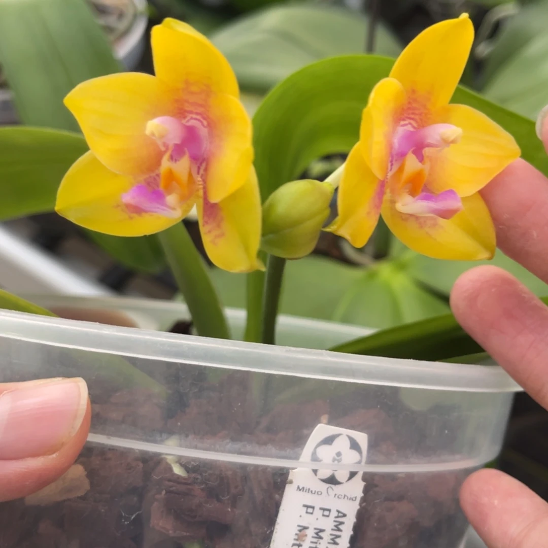 完全开放弥陀206-1299-福利