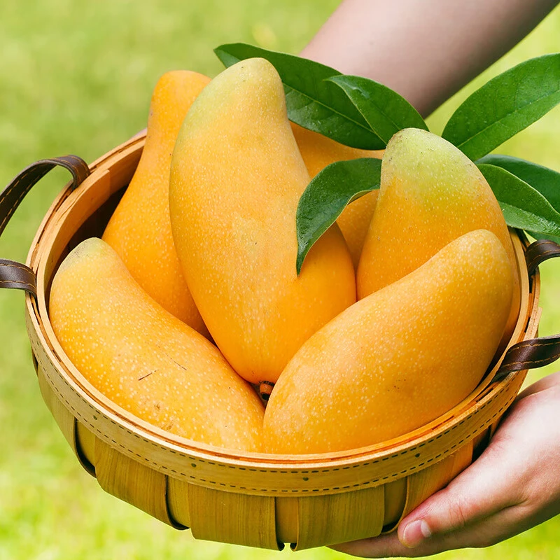 海南金煌芒果 新鲜水果水仙芒现摘现发 4.5/8斤 海南直发