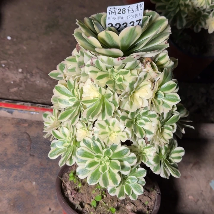 32337迈巴赫多肉植物