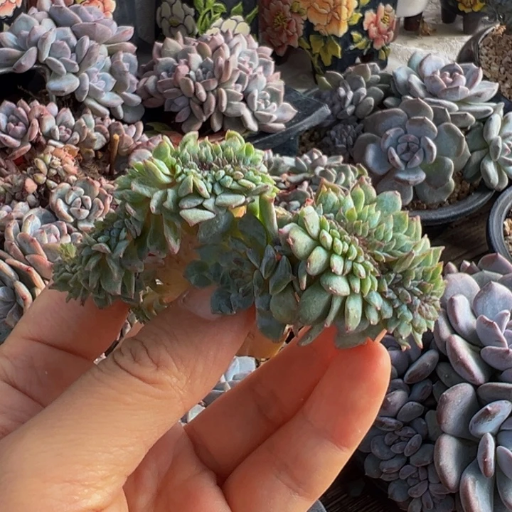 新年快乐 新年快乐