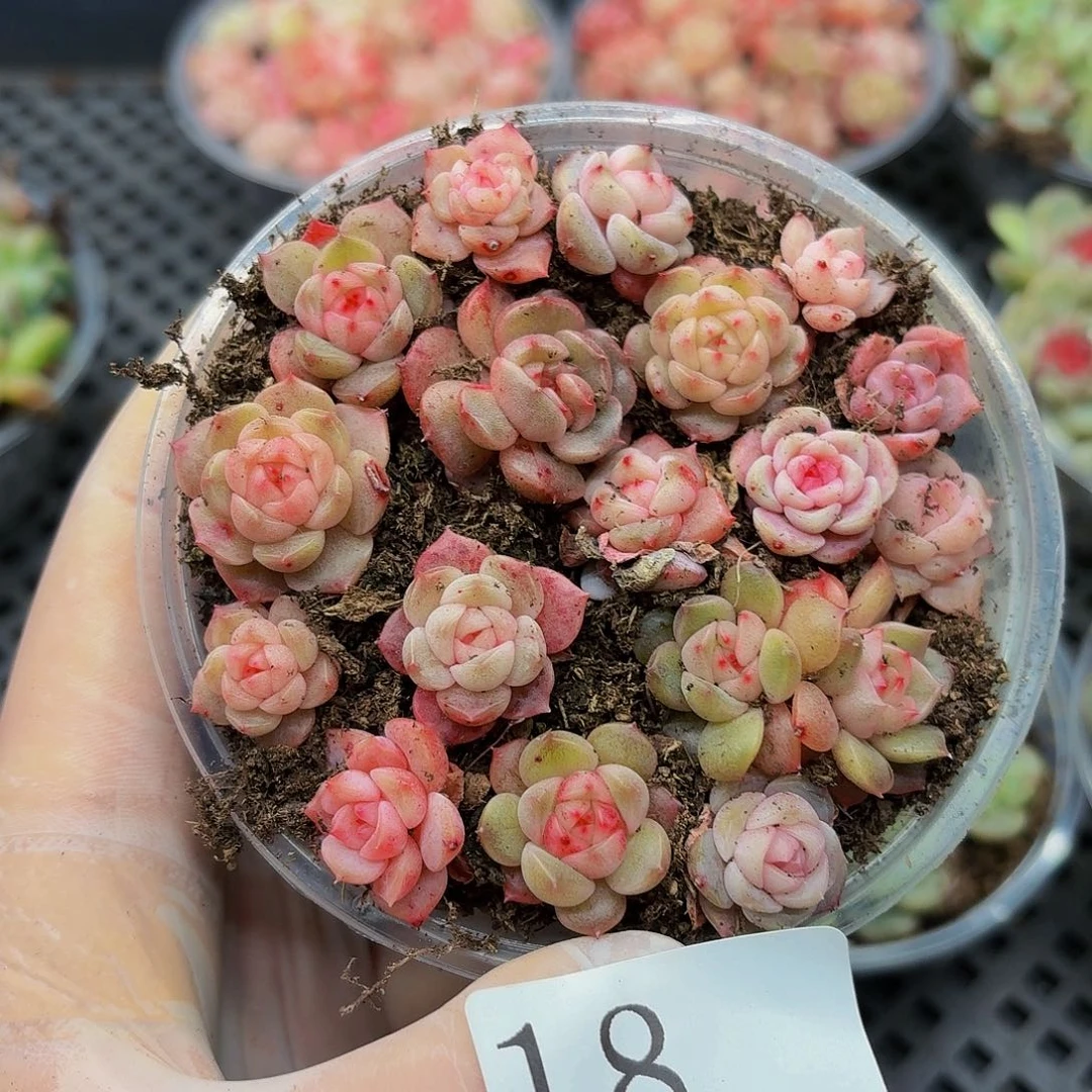 多肉植物多肉植物18