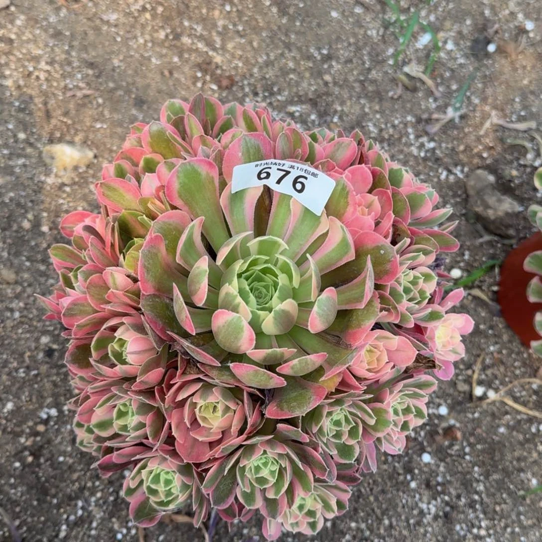676妖月多肉植物