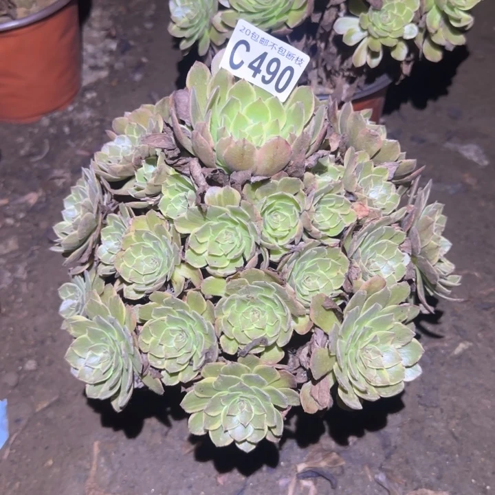 半夏……多肉植物的