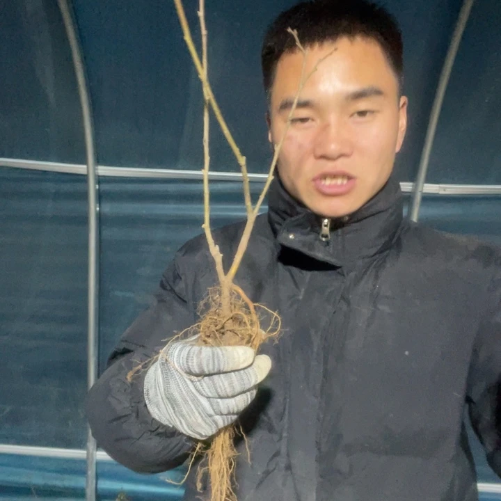 花天女海棠花一颗苗