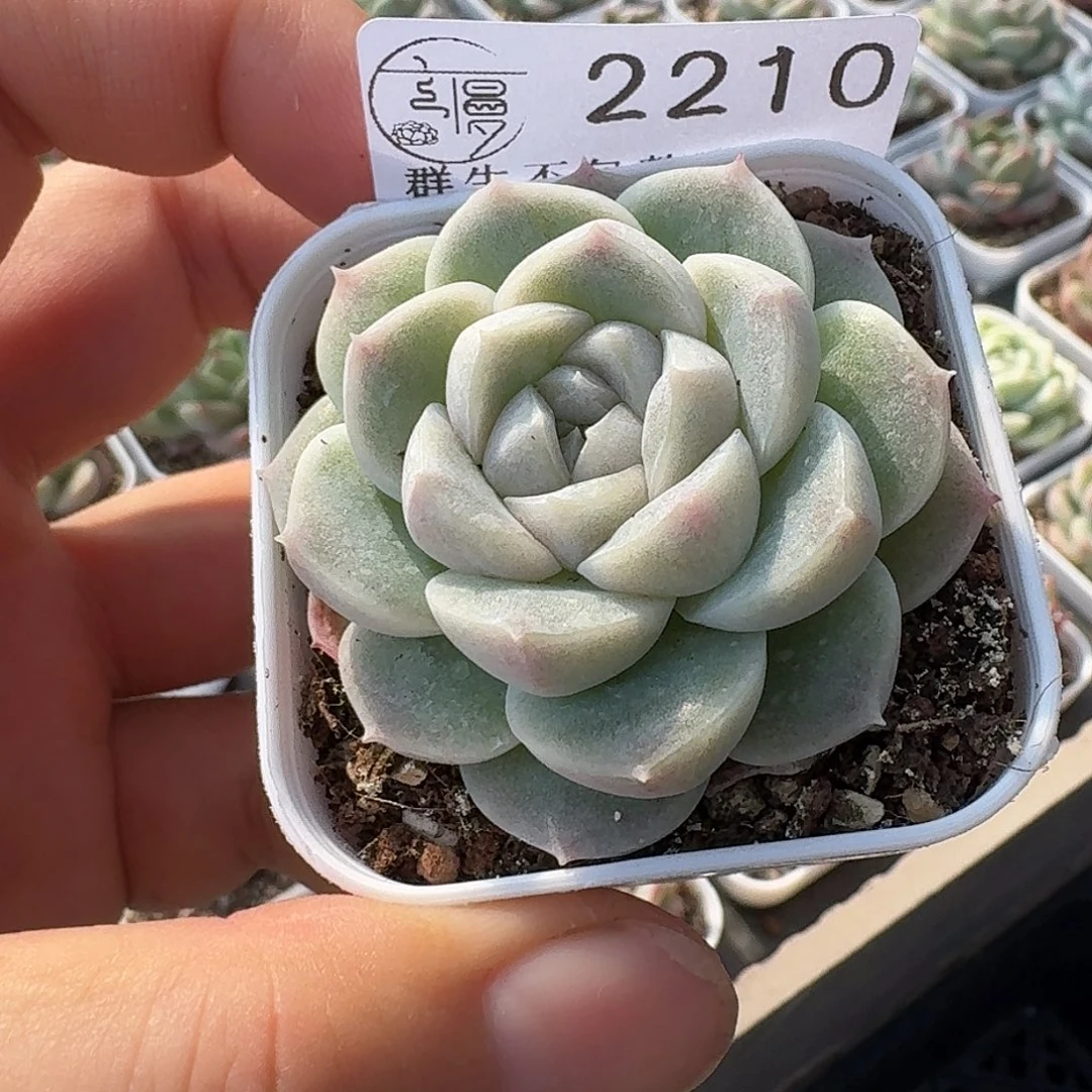 如图2210白方冰玉杂一颗