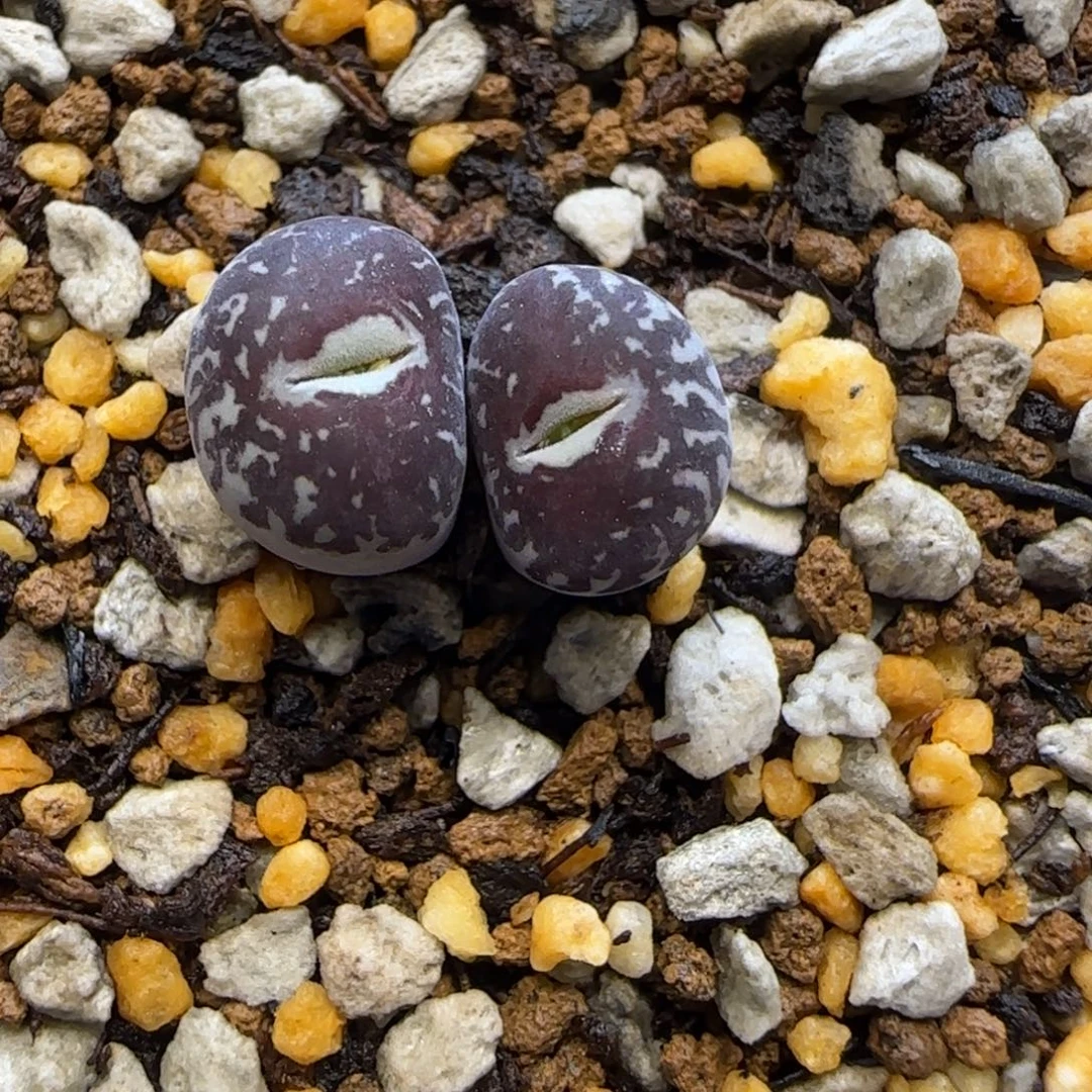 墨双头多肉植物一颗