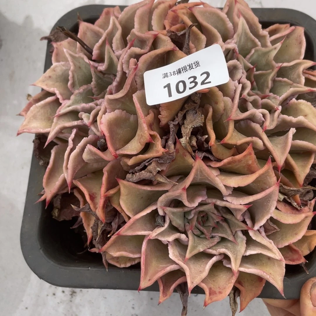 1032饺子皮三头多肉植物
