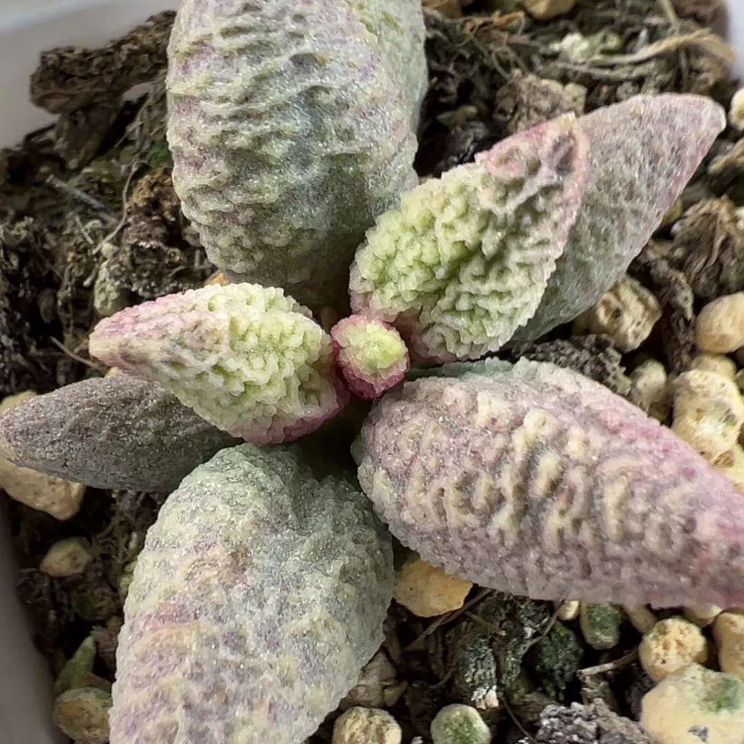 融化纹冰淇淋水泡