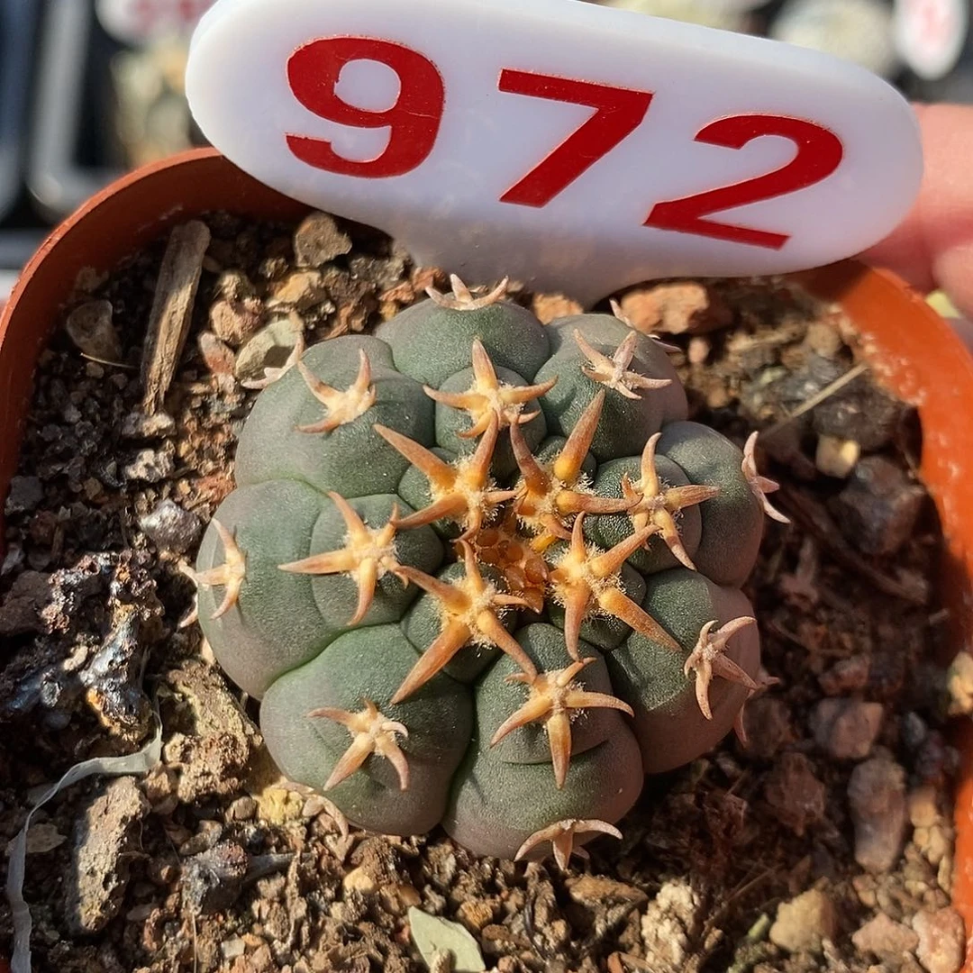 972猫爪系列福利来啦