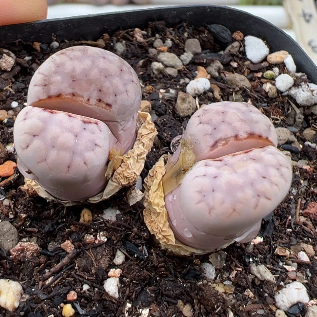 好看的多肉脱土发货729