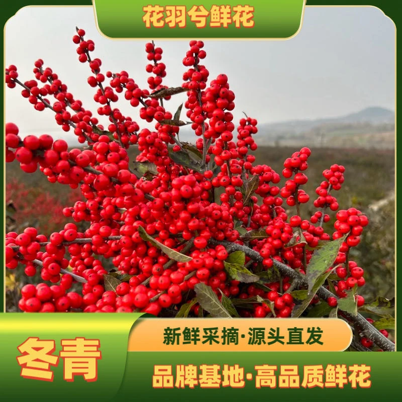 SSS级80cm 北美冬青 过年鲜花 年宵花（掉果属于正常现象介意勿拍）