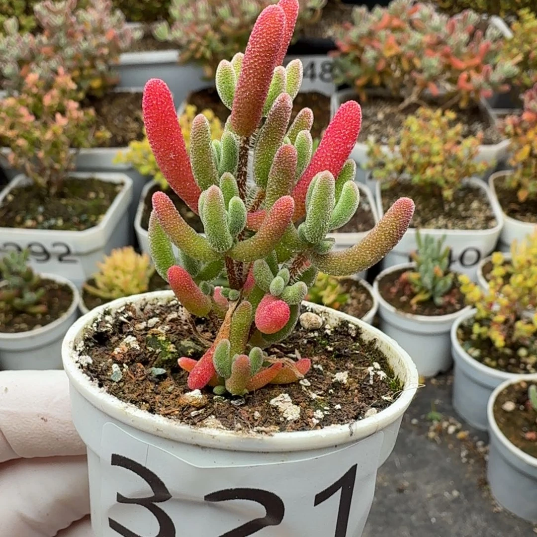 321红叶枝干一物一拍