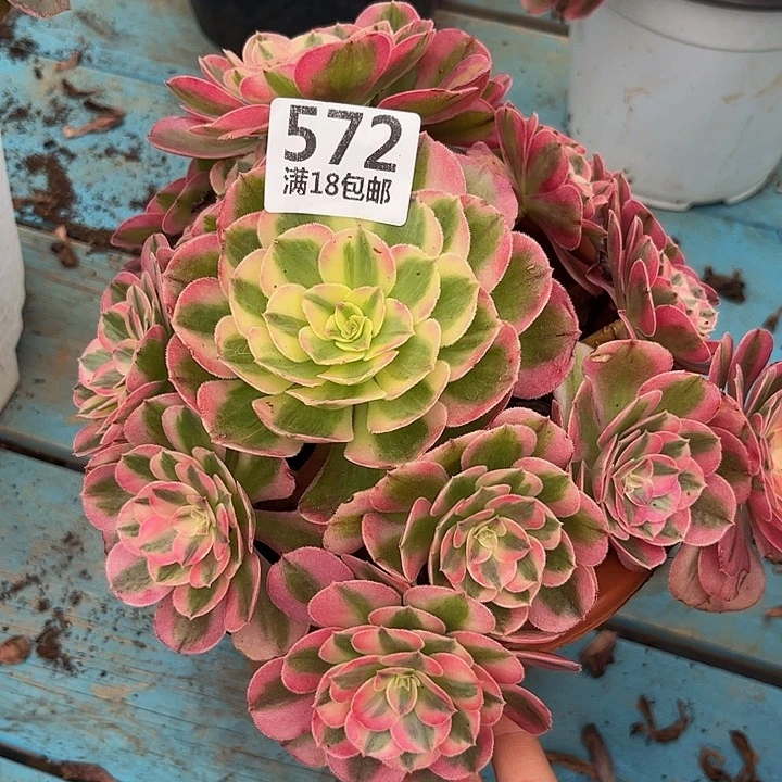 572倾城朵朵发发发