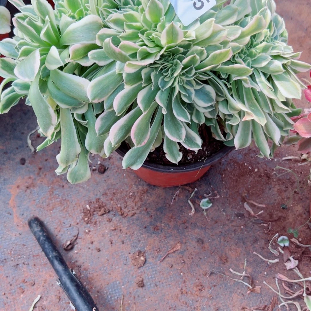 我3365 号多肉法师新年福利