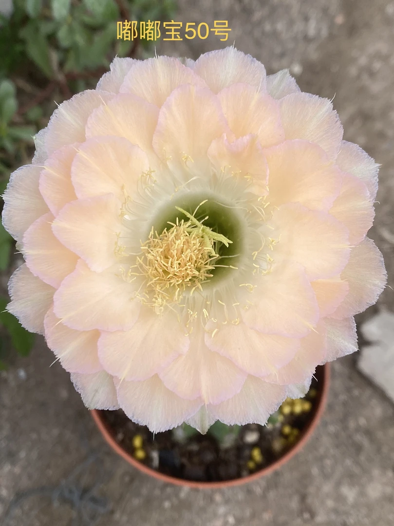 嘟嘟宝50号彩草4公分左右侧牙，挑大先发仙人球开花