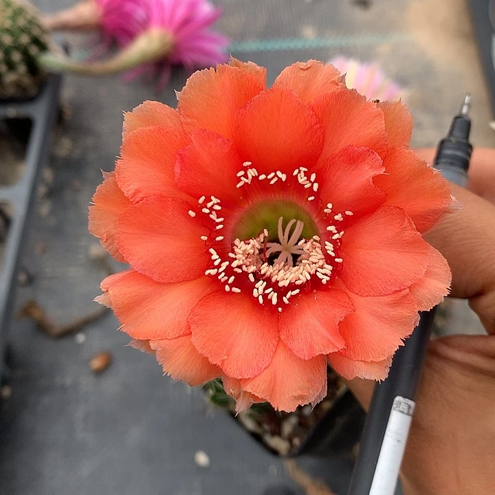 11月专拍带盆土发货