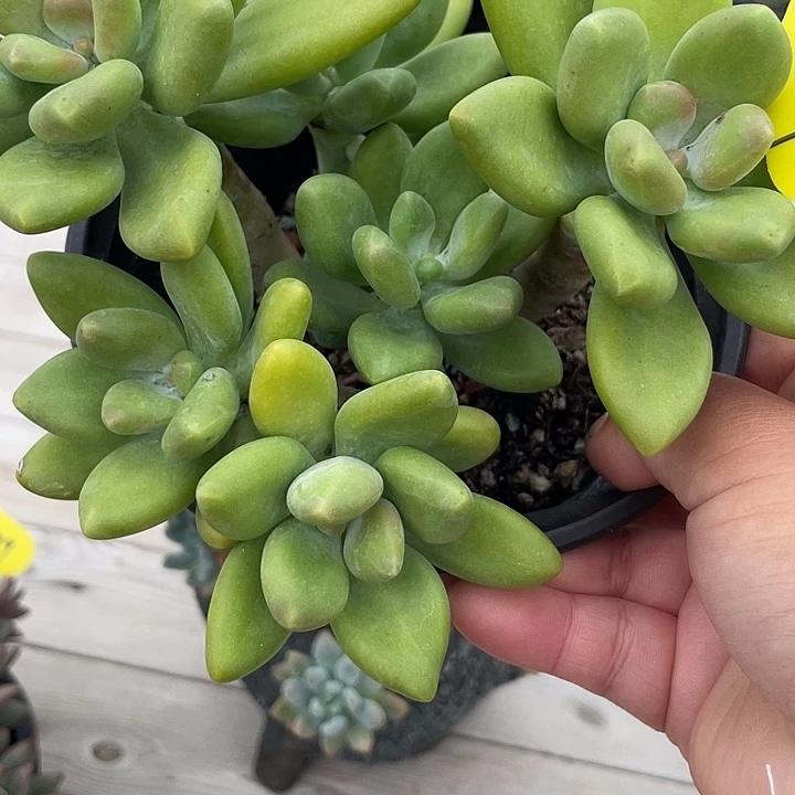 芒果美人多肉植物群生159