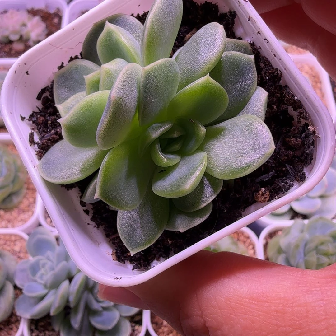 碧琉璃叶插苗一物一拍