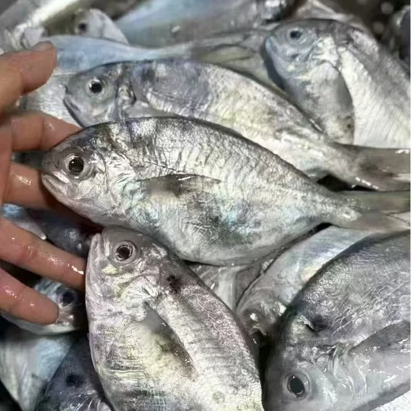 【东海肉鲳4斤】深海海捕野生肉鲳昌鱼 1斤5-6条