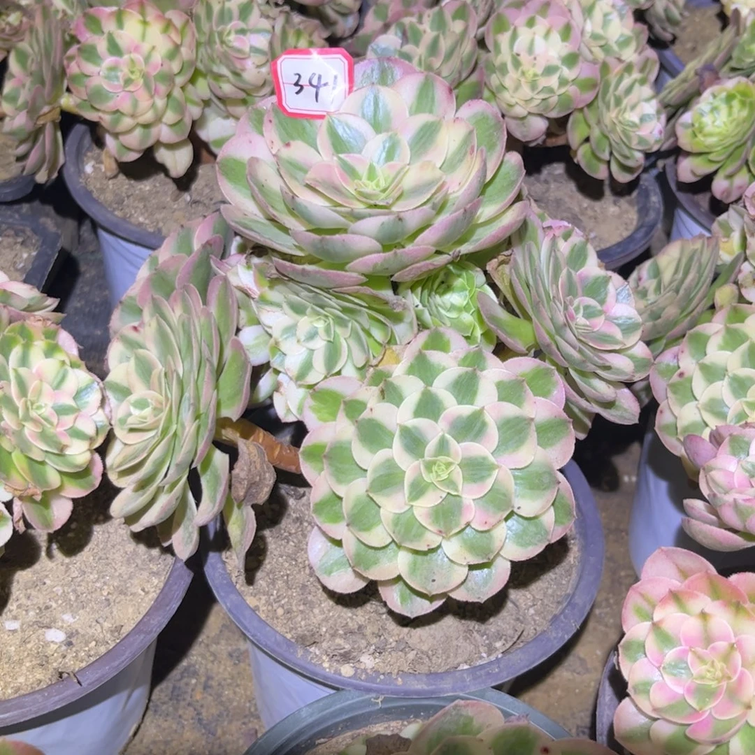341多肉植物荔枝法师
