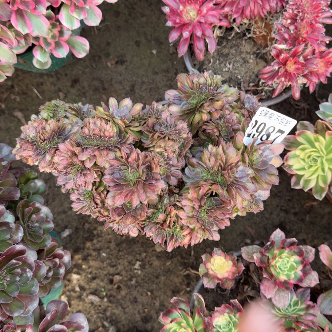 18-34法师抹茶缀2987