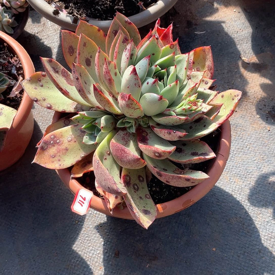 711斗牛士一物一拍多肉