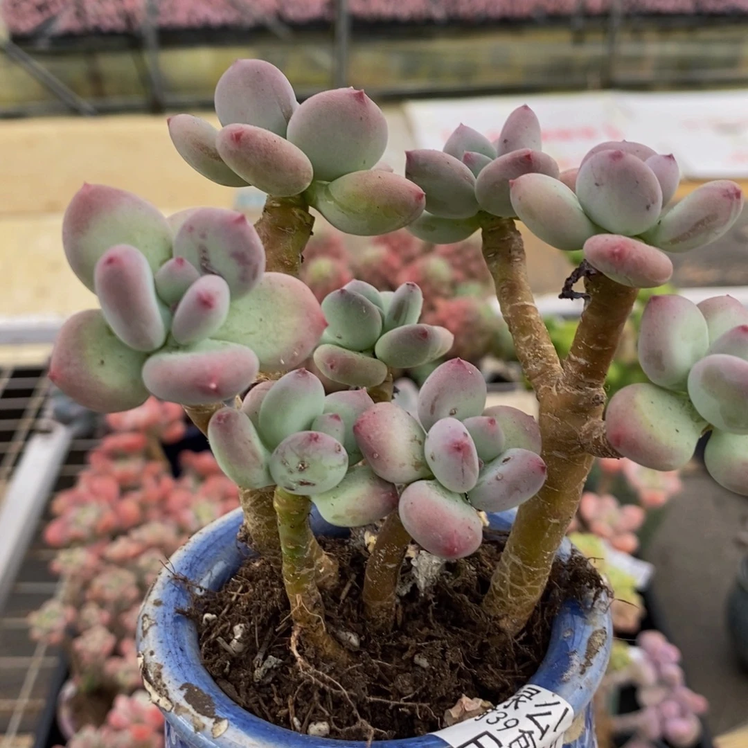 1089苹果奶10cm多肉