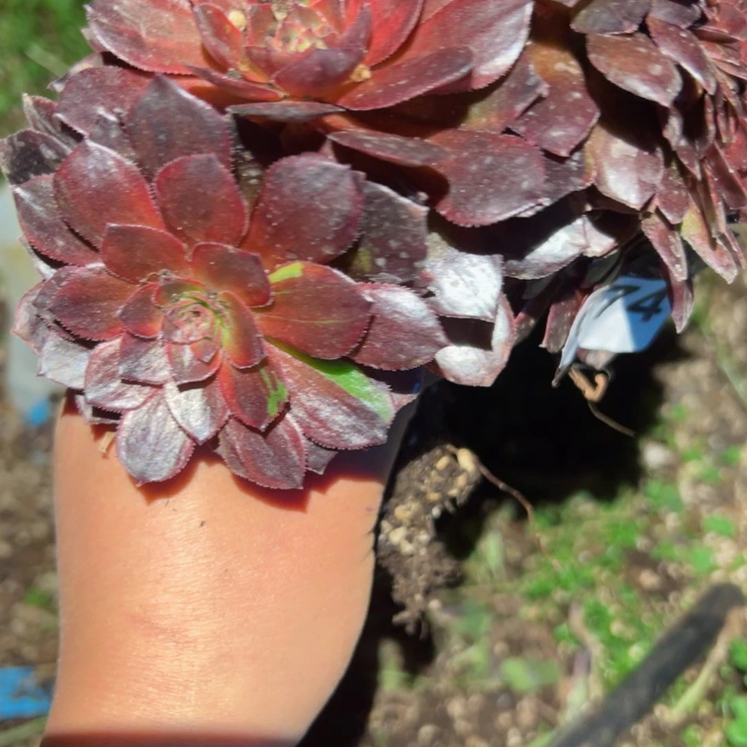 674 号多肉植物法师新年福利